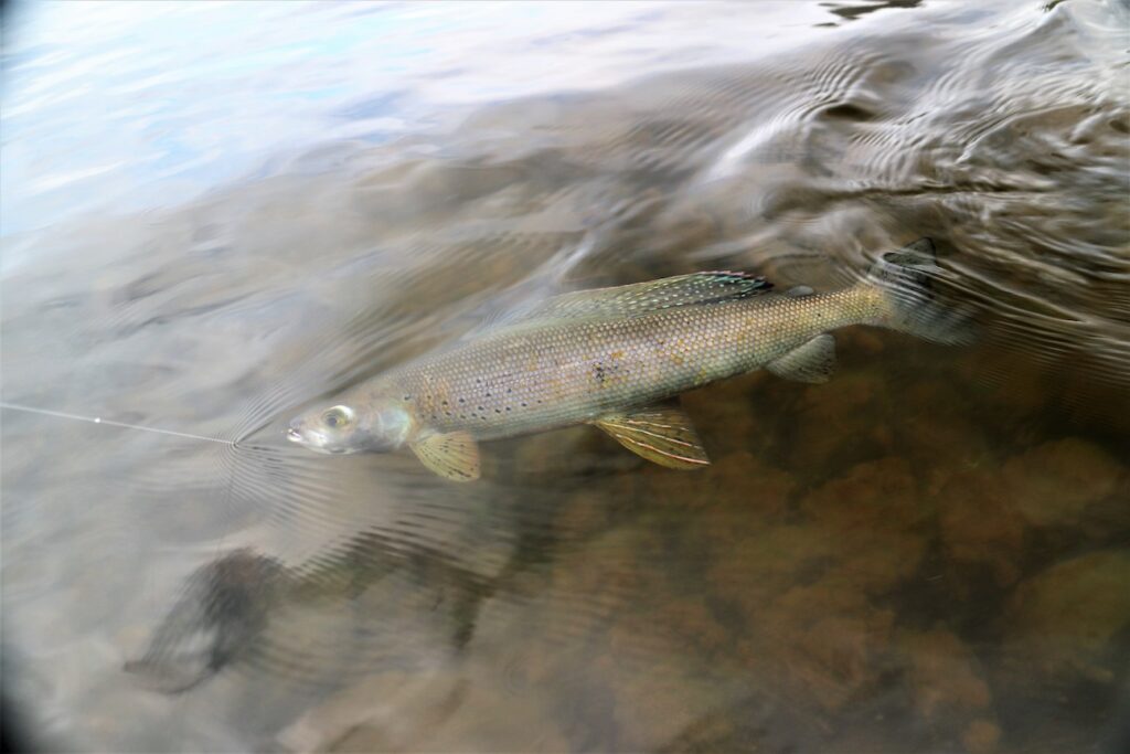 Colorful Grayling