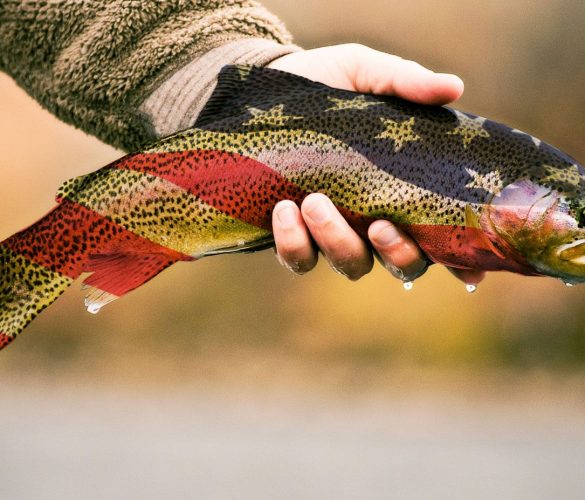 american_trout