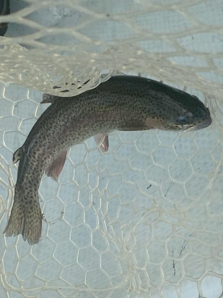 Bay Pines PHW Veterans Fish The South Holston River - Project