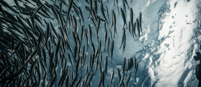 fish