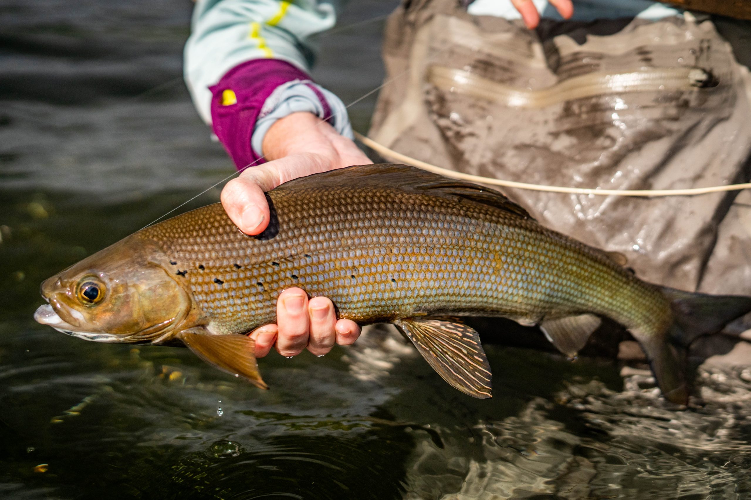 Alpine Grayling fly fishing in Alaska