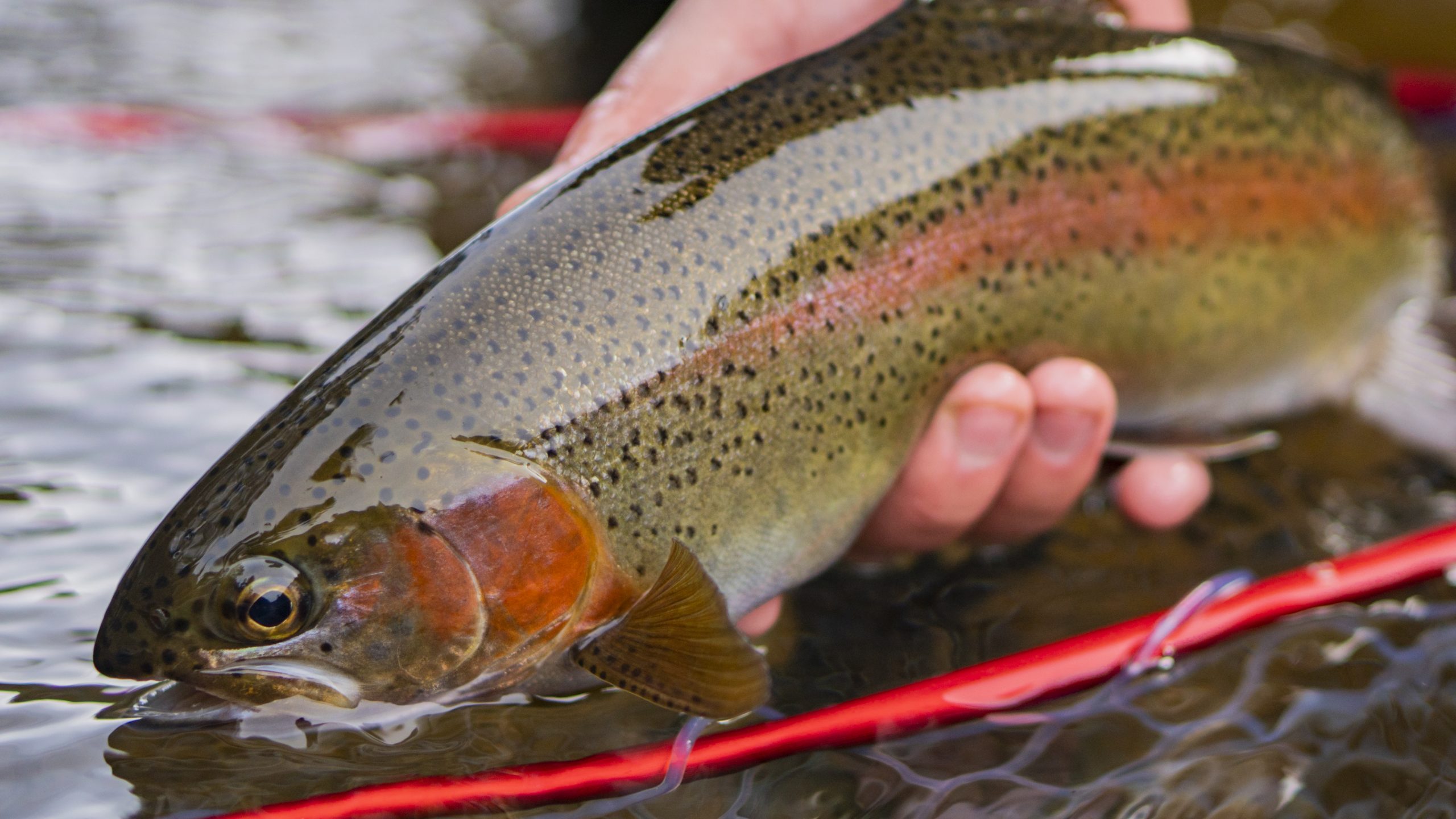 A trout to the net about to be released.